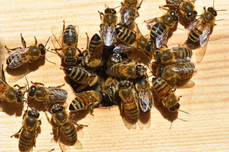 beehive removal
