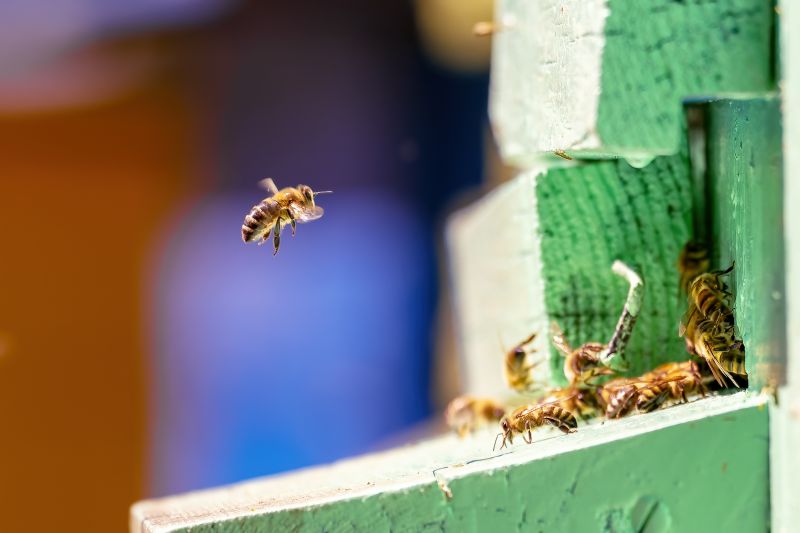 beehive removal