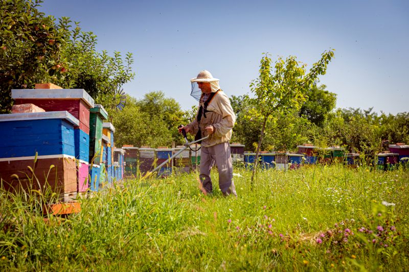 Beehive Removal