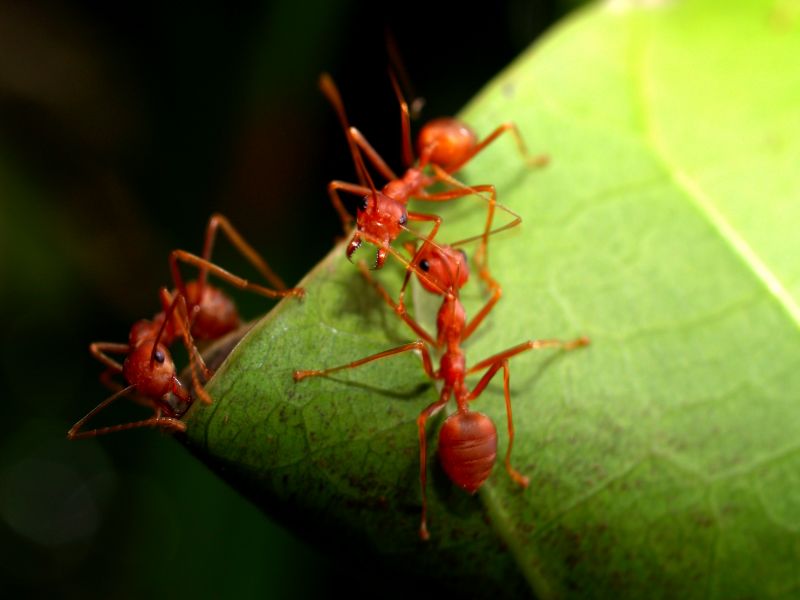 Red Ant Extermination